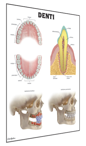 anatomia-denti
