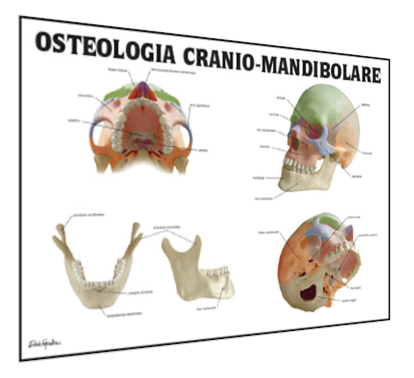 osteologia-cranio-mandibolare